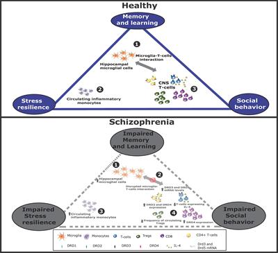 The Cross-Talk Between the Dopaminergic and the Immune System Involved in Schizophrenia